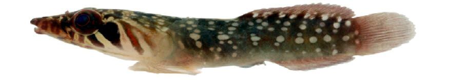 Lepadogaster candolii_004